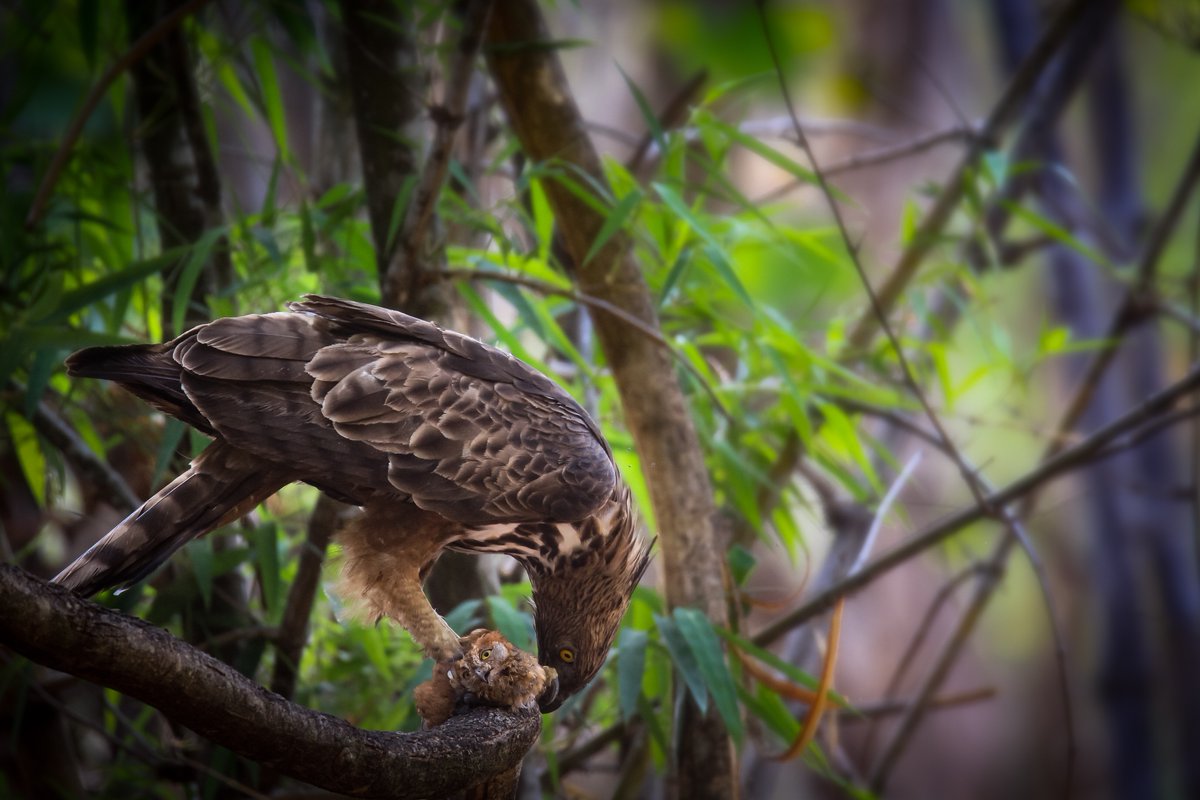Footloose_India's tweet photo. #BirdOfTheWeek
An extremely rare moment that we witnessed in the land of Mowgli.A Crested Hawk Eagle caught the very rare Oriental Scops Owl right in front of us,de-feathered it, and devoured in its whole.
Birders know how difficult it is to spot this owl in the wild! #FJ_OnField https://t.co/O2tHpMQCrr