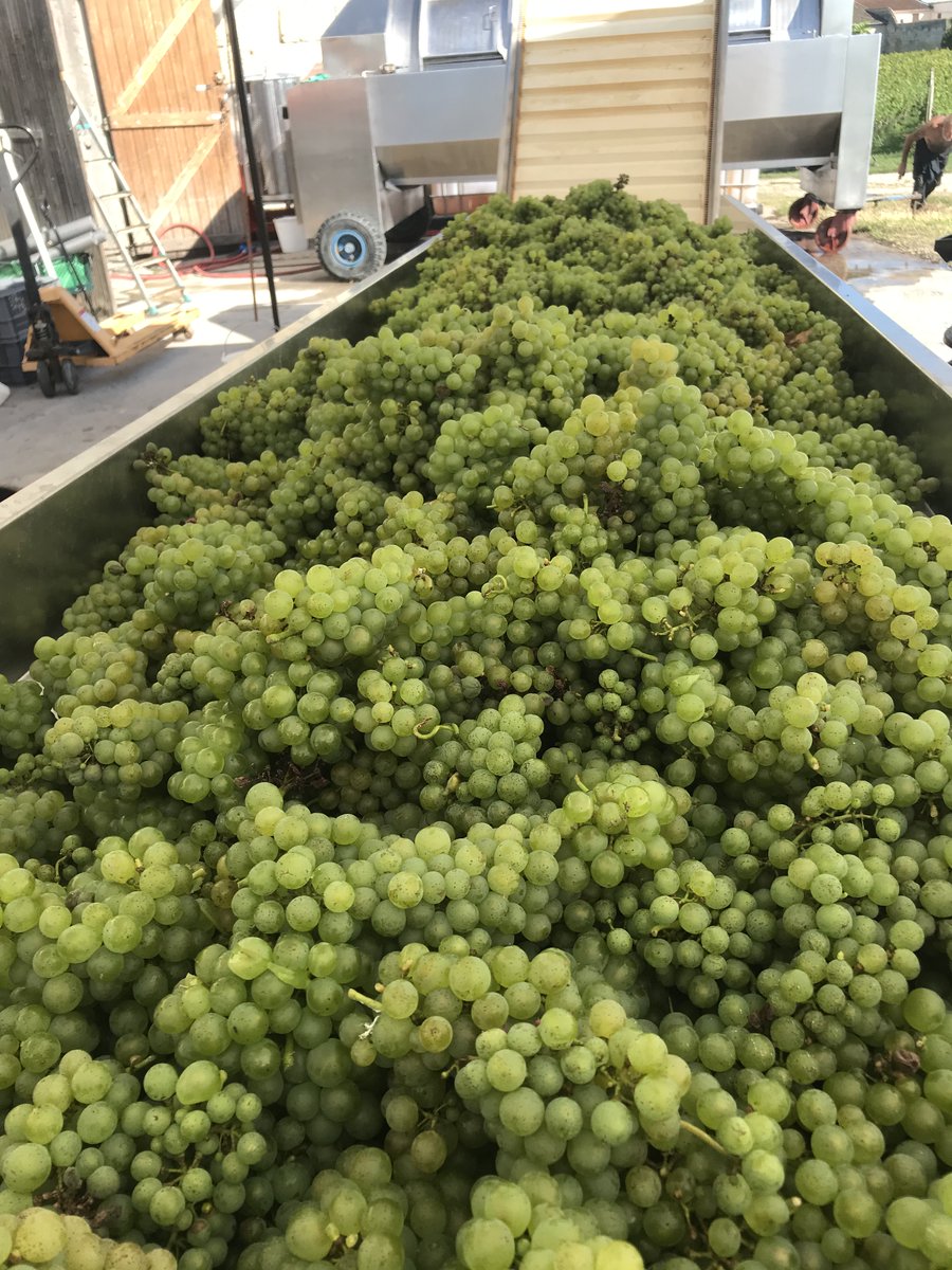 We finished our harvest last week &amp; despite the frosts,  quality was excellent! I was riding high all week after Nobody's Perfect scooped a Silver &amp; Gold at Amphore Concours International des Vins Bio Paris <a href="/BordeauxWinesUK/">Bordeaux Wines UK</a> <a href="/LMArcherBooks/">L. M. Archer 🐍 Author</a> <a href="/JoliesRobes/">Les Jolies Robes 🍷</a> <a href="/PeterRanscombe/">Peter Ranscombe</a> <a href="/Will_Lyons/">Will Lyons</a>