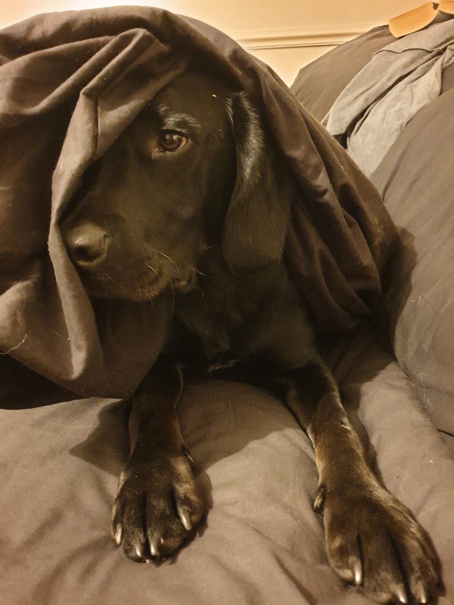 _SockDog's tweet photo. #OnStrike
#NotComingOut
#StayingInBed
#rood https://t.co/AjxzF2IRtA