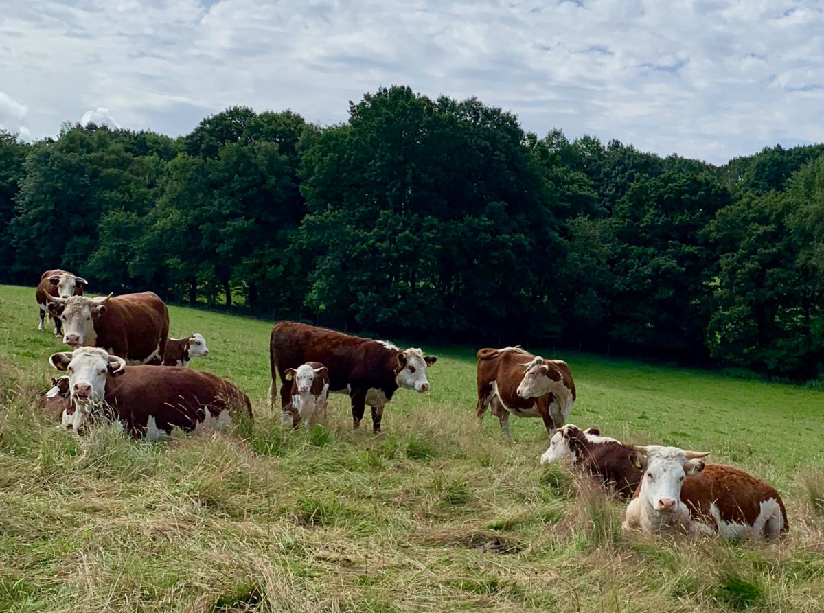 PastureForLife's tweet image. Expert-led farmer to farmer online workshops from us &amp;amp; #PFLA members! @vickihird + #ELMS, @romshedfarm DtoC selling, markets + butchery @andyrumming, #dairy + @daltonsdairy, @annielandless chairs, more speakers + topics. in partnership with @LandworkersUK landworkersalliance.org.uk/farmer-to-farm…