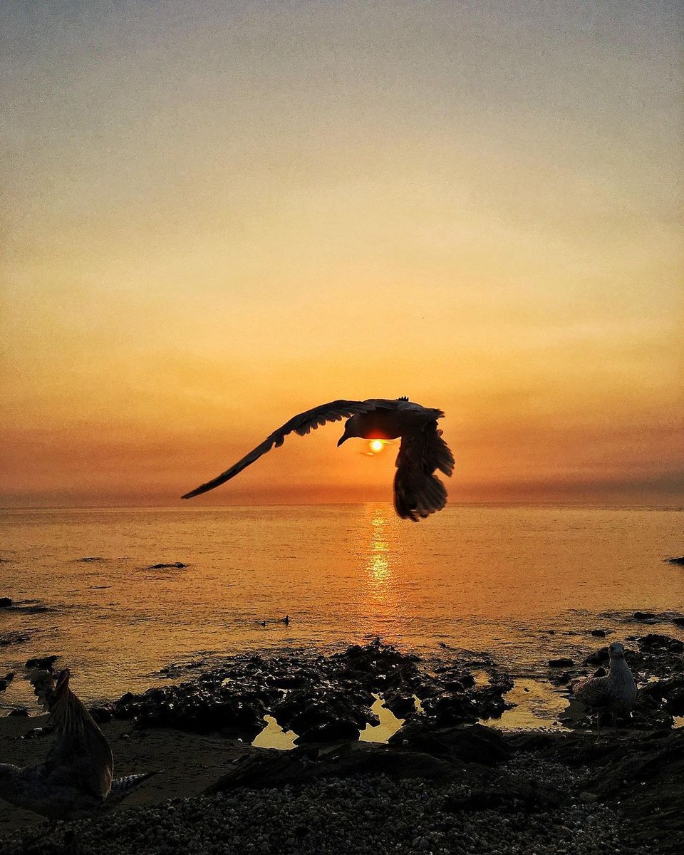 InCornwalI's tweet photo. Thanks to @kernowwood for this shot. 🧡
.
#cornwall #photography #cornishcoast #explorecornwall #cornwalllife #lovecornwall #walkingcornwall #beautifulcornwall #kernowlife #coastalliving #love_cornwall #visitcornwall #kernowfornia #godrevy #godrevylighthouse #kernowphotography https://t.co/uhwvHL24mW