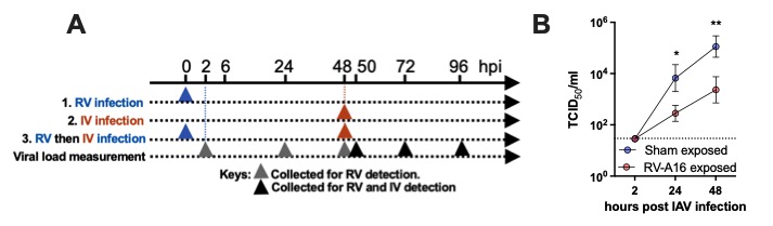 ReneeWChan1's tweet image. Our recent study on the Suppression of influenza virus infection🥊by rhinovirus interference at the population 📈, individual 🚶‍♂️ and cellular🦠levels medrxiv.org/cgi/content/sh… #medRxiv