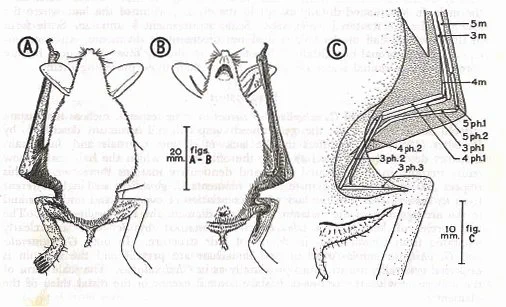 Found a diagram of folded/tucked in bat wings. I guess I understand where it goes slightly better? 🤣 