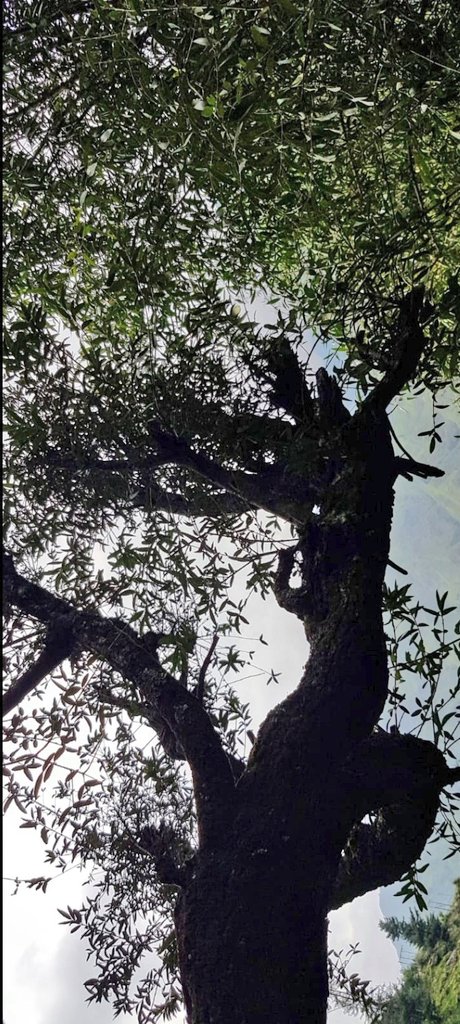 k_kavita's tweet image. Which side is up ? 
#thicktrunktuesday 
#naturelovers 
#TreesForOurPlanet