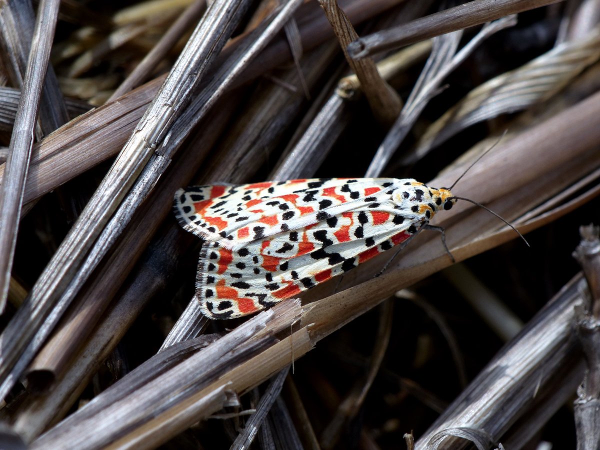 A sighting of the rare crimson-speckled moth, which migrates from Africa and Spain in September and October, is a vision to behold. What spectacles has nature treated you to recently? #EveryoneNeedsNature