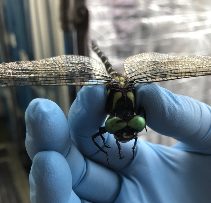 オニヤンマのtwitterイラスト検索結果 古い順