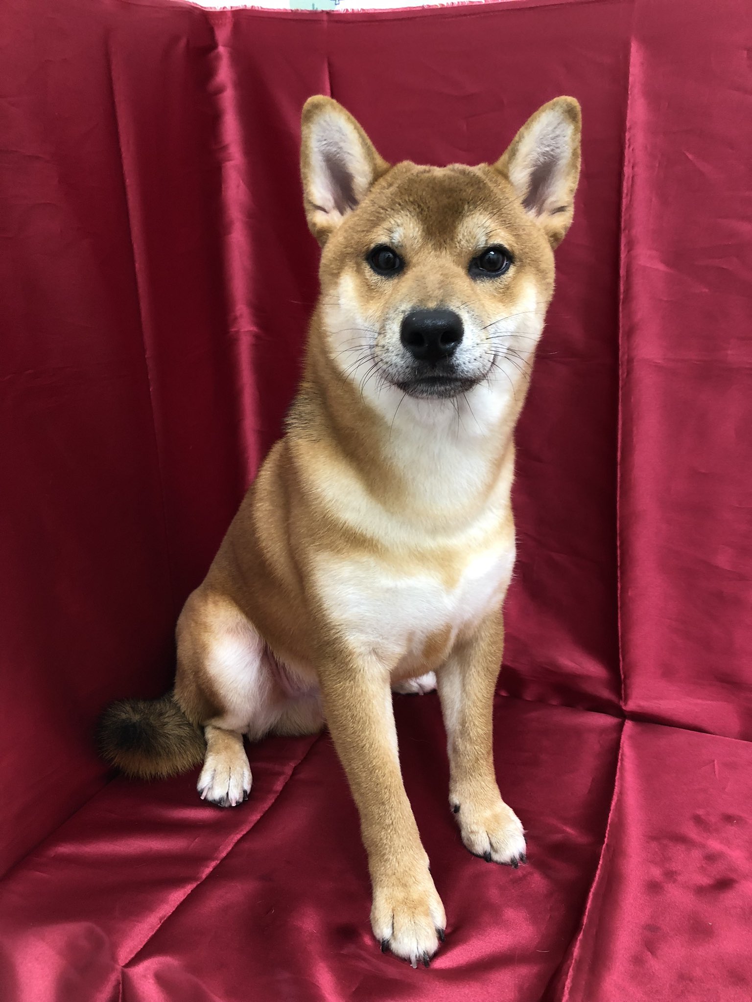 フクエイペット 宝塚南口 今日は柴犬くんのシャンプーをしました もうすぐ７ヶ月になるのでほぼ成犬サイズですがまだまだ遊んでいる様子は子犬です キリリとしたお顔といつもの笑顔 シャンプー後はお散歩へ 楽しそうにしていました ペット 宝塚