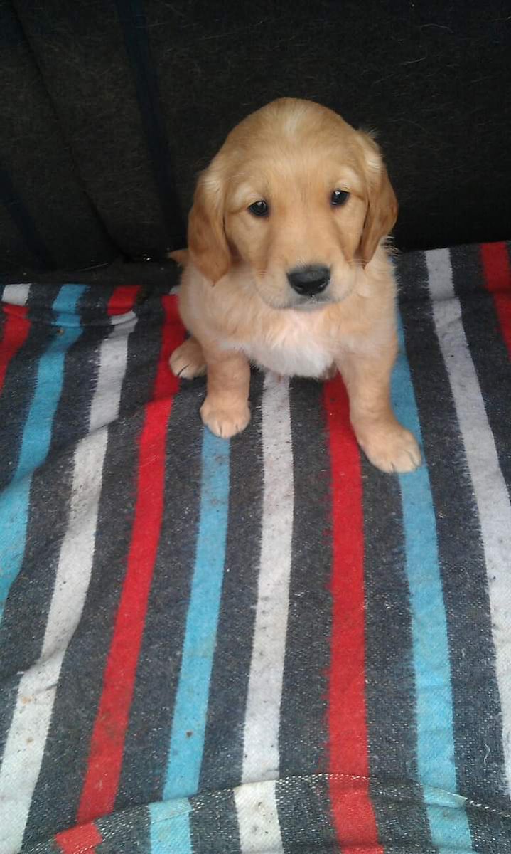 Kim Blaze, Buzz & Bolt🐾 (@lemursrock) on Twitter photo 9 yrs ago this lil pup came to live with us 🧡 he's competed at Crufts, been a model, found a lost dog, taken everything in his stride & been the best buddy. Love you Blaze 🐾 #puppylove <a href="/AlllGolden/">Golden Retrievers</a> <a href="/GoldenR38699772/">Golden Retriever Lovers</a> <a href="/lovergretriever/">Golden Retriever Lovers Community</a> <a href="/TheGoldenRatio4/">The Golden Ratio</a> <a href="/CuteGoldens/">Golden Retrievers</a> @thedailygolden 9 yrs ago this lil pup came to live with us 🧡 he's competed at Crufts, been a model, found a lost dog, taken everything in his stride & been the best buddy. Love you Blaze 🐾 #puppylove <a href="/AlllGolden/">Golden Retrievers</a> <a href="/GoldenR38699772/">Golden Retriever Lovers</a> <a href="/lovergretriever/">Golden Retriever Lovers Community</a> <a href="/TheGoldenRatio4/">The Golden Ratio</a> <a href="/CuteGoldens/">Golden Retrievers</a> @thedailygolden