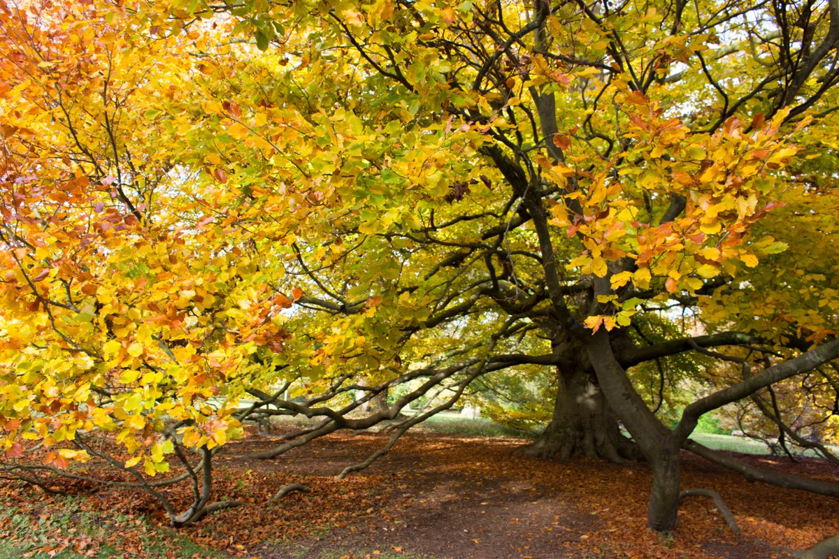 nationaltrust's tweet photo. On your marks, get set… #MoveForTrees!

Take up the challenge to move 50km in October and fundraise to see how many trees you can plant: https://t.co/UanTsjkQNl https://t.co/Ift303ztd9