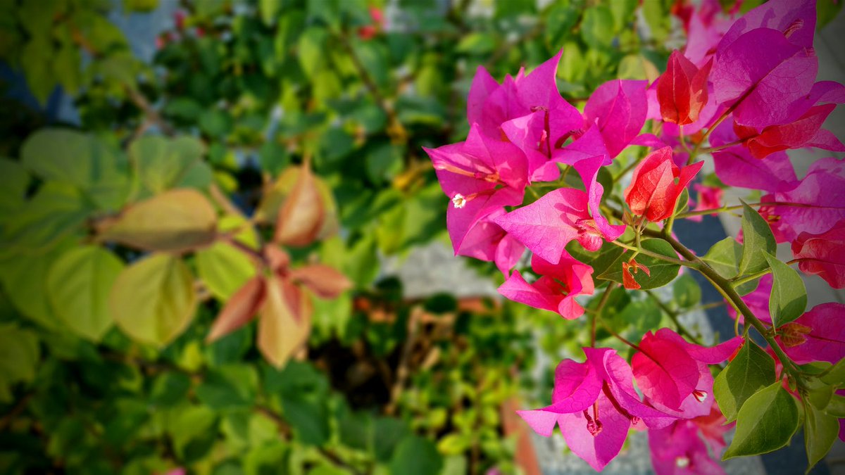 JonesSiena's tweet image. 4 Common Tips for House Gardening.
bit.ly/2ZrWUgz
#housegardening #gardendecorations #gardenmaintenance #gardening