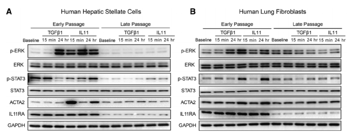 Old adage, "crap cells, crap data" - ever true

Its hard to examine the effect of a ligand on a cell if the cell doesn't express the ligand's receptor...

36 pages of protocols on how to use primary cells to study IL11 signalling DOI: 10.1002/cpz1.251
