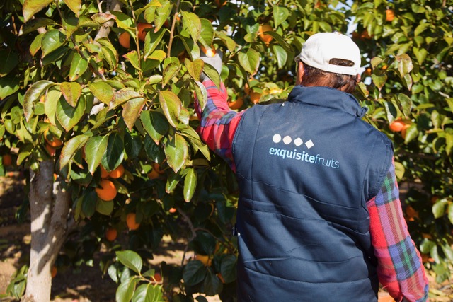 Iniciamos la recolección de los primeros #frutos #Kaki “ Rojo Brillante “ de la temporada.  
Con mucho esmero recolectamos esta #fruta y la mimamos en todo el proceso para que llegue en las condiciones más óptimas a nuestros clientes.