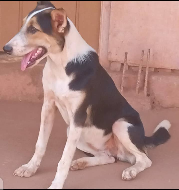 babonfoh's tweet photo. You have the political &amp; economic power, #science has modelled the pathways to elimination, 🙏🏿decide for those #children who may die of #rabies because they love pets: #cats and #dogs 
@WHOAFRO 
@FAO 
@OIEAnimalHealth 
@AO_ASPIRE 
@EndRabiesNow 
@RabiesAlliance 
@worldrabiesday https://t.co/IaD2QMcaaz