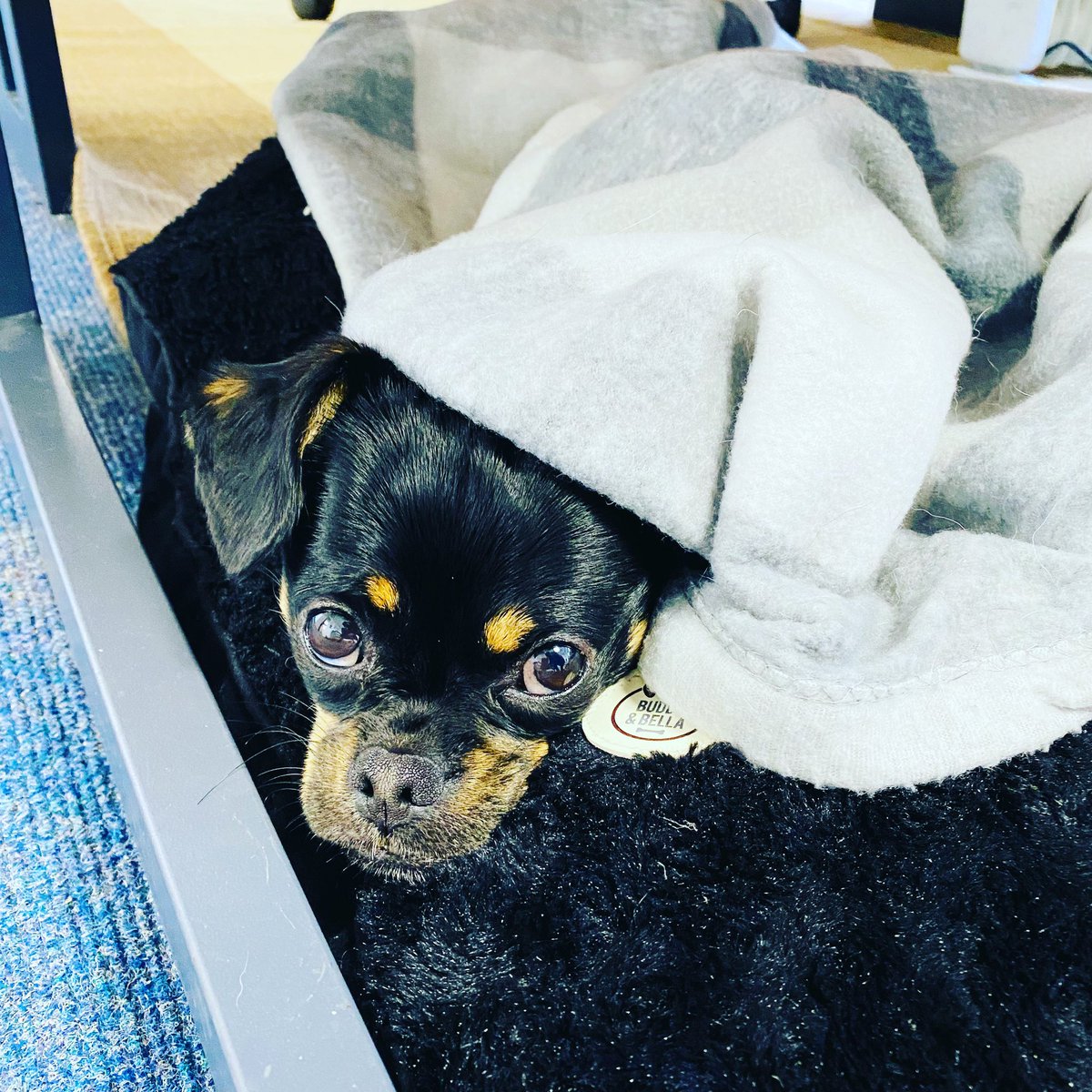 WhiteHorseBrew's tweet image. Albert the #brewerydog is not a fan of autumn so far and when the brewery boss is a Northerner the heating won’t be going on anytime soon #autumnchill #autumn