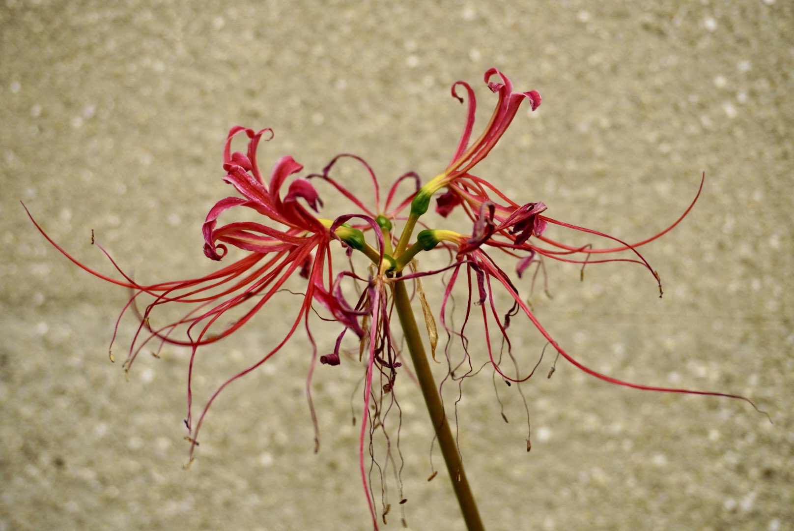 Redspiderlily Twitter Search Twitter