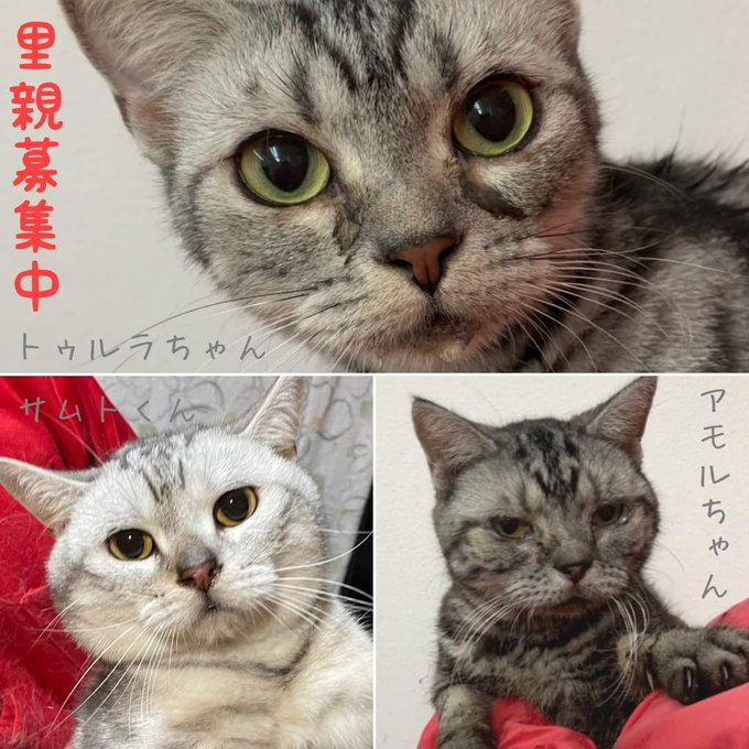 保護猫カフェ鶴橋店のtwitterイラスト検索結果