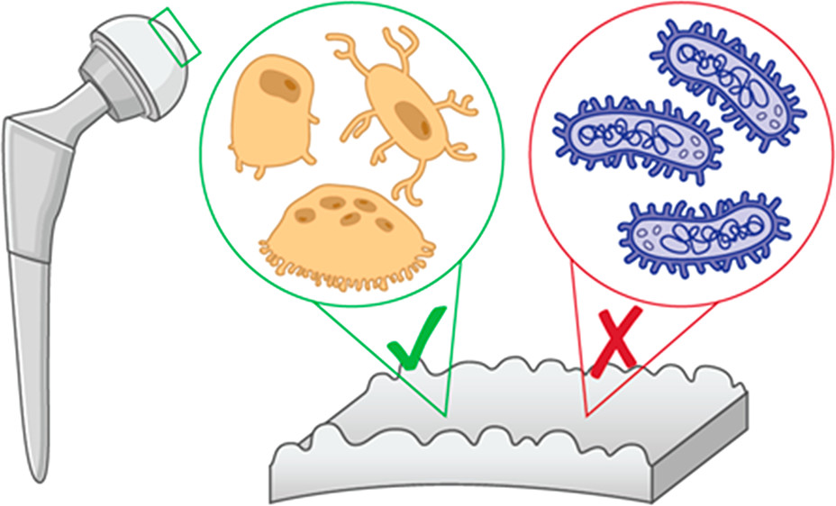 ACS_AMI's tweet photo. Tuning the Biointerface: Low-Temperature Surface Modification Strategies for Orthopedic Implants to Enhance Osteogenic and Antimicrobial Activity https://t.co/fMihTlmUyB #CoatingMaterials #Biomaterials https://t.co/eFDDpqs9sG