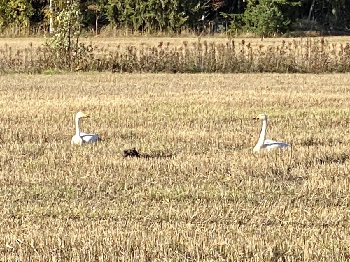 LaihoKuutamo6's tweet photo. Joutsenet lepäämässä.
#muuttomatkalla 🦢🦢 https://t.co/5em3qNj5uw