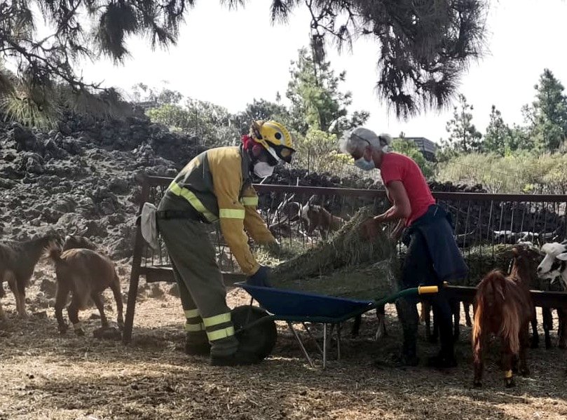 AT_Brif's tweet photo. 🌋📸#ErupciónLaPalma

Durante esta jornada l@s #BomberosForestales @BrifPuntagorda se han dedicado a ayudar a la ganaderos a alimentar al ganado y a agricultores a regar los cultivos.
Somos #BRIF de @mitecogob, siempre al lado de l@s nuestr@s!
💪👨‍🚒
#VolcanLaPalma
#ServicioPúblico https://t.co/Lam0PqBqH1
