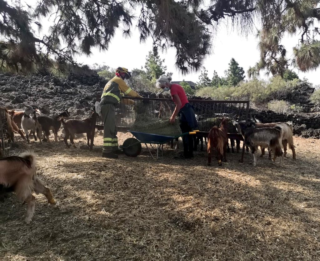 AT_Brif's tweet photo. 🌋📸#ErupciónLaPalma

Durante esta jornada l@s #BomberosForestales @BrifPuntagorda se han dedicado a ayudar a la ganaderos a alimentar al ganado y a agricultores a regar los cultivos.
Somos #BRIF de @mitecogob, siempre al lado de l@s nuestr@s!
💪👨‍🚒
#VolcanLaPalma
#ServicioPúblico https://t.co/Lam0PqBqH1