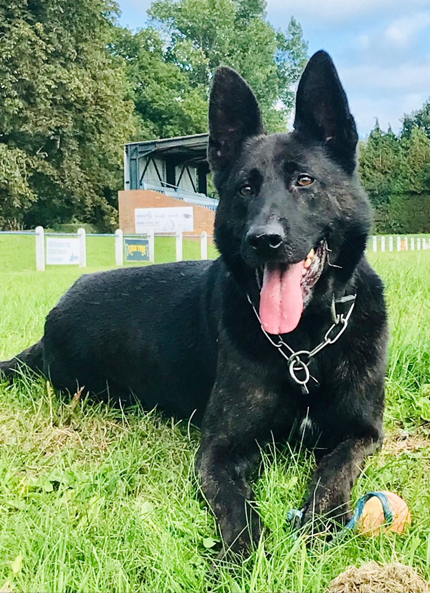 StaffsDogs's tweet photo. #S1Dogs working with #EasternResponse responded to reports of a male breaking into a property. Area contained and #PD-Tiger was deployed into the house where a male was found hiding in the loft. Arrested for Burglary and now in custody. Serial 54 of 28/09 #TopTeamWork https://t.co/IuDus5sbmu