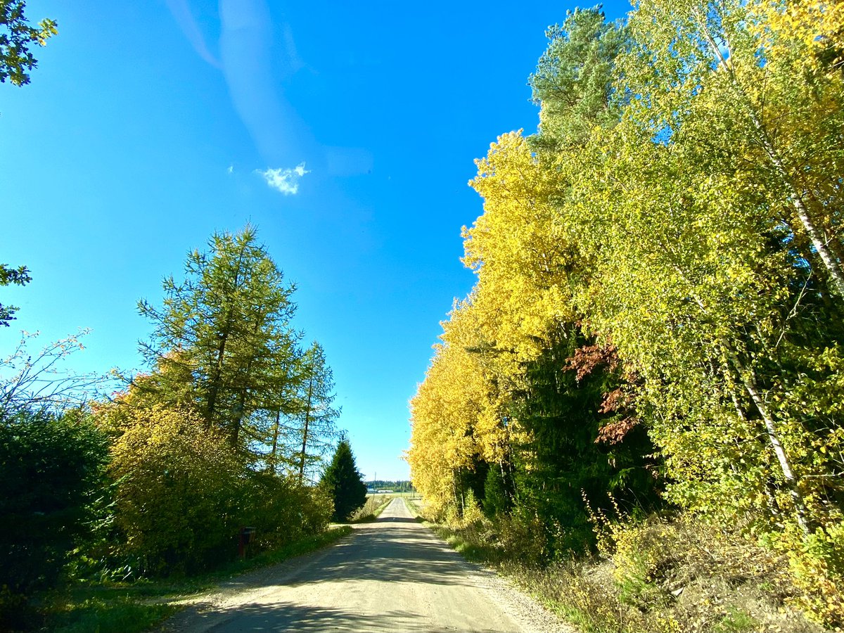 LaihoKuutamo6's tweet photo. #metsätie #ruska 🍂🍃 https://t.co/zGIBu8nlcQ