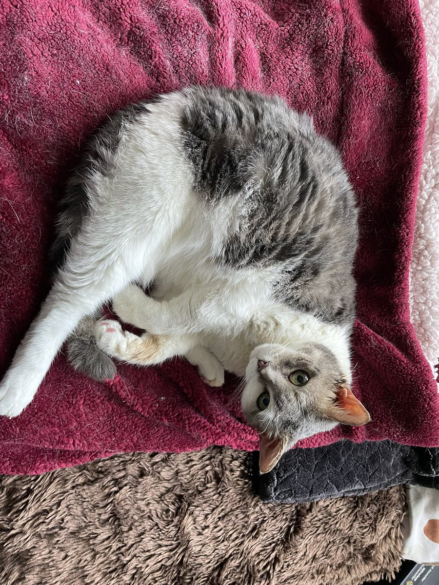 LissaLaneAuthor's tweet photo. Cece is just #chillin like a furry #villein #catlovers #CatsofTwittter #cats #furryninjas https://t.co/DlqEOmm3ac