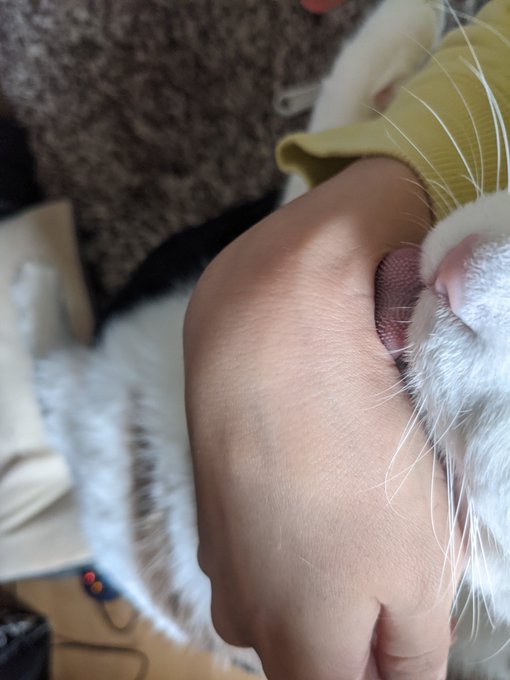 何故か手をべろべろ舐めるザラザラ 