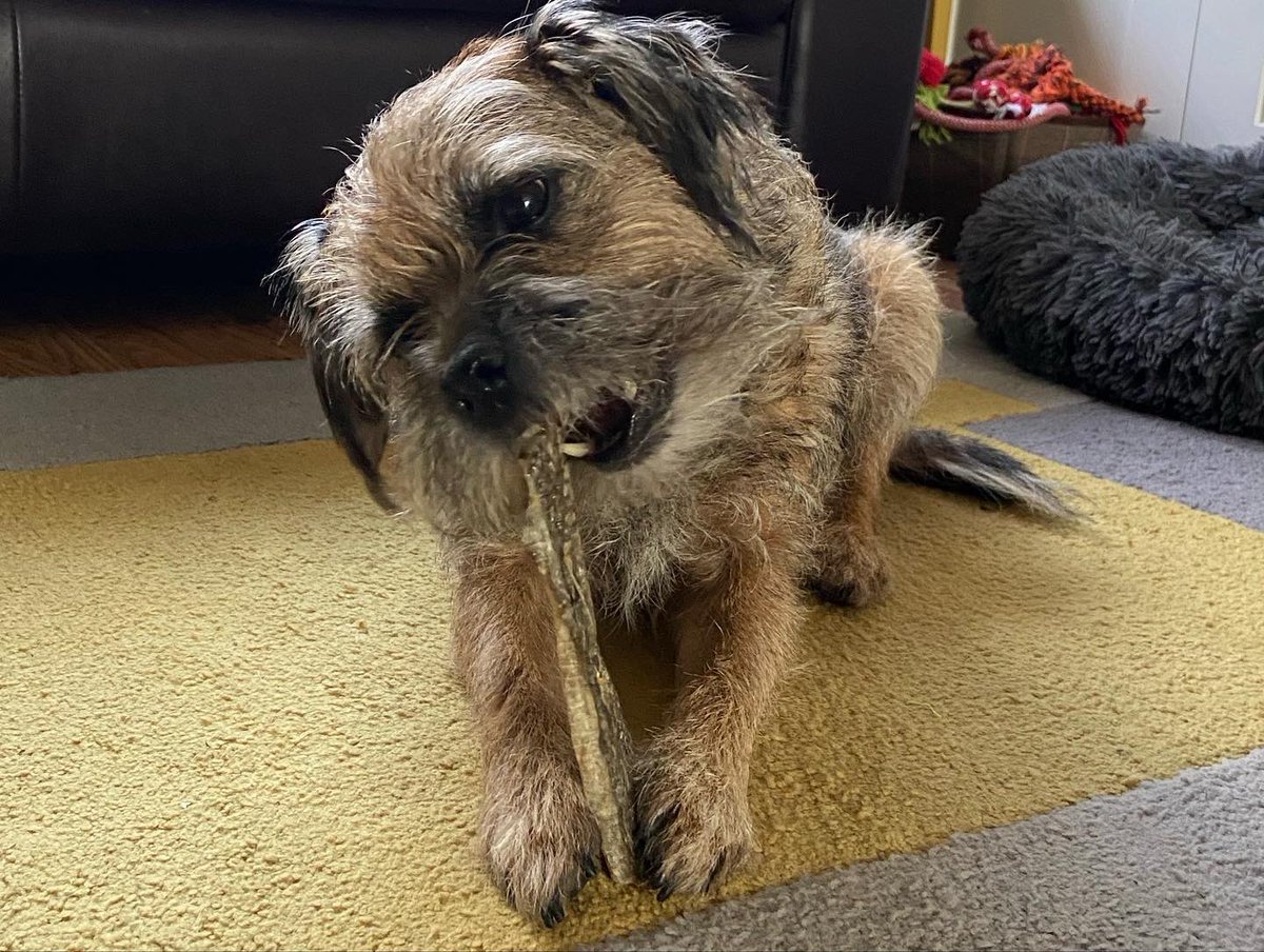 RonnieRubyElsa's tweet image. Loving his fish jerky treat from @MichelleSLT! Keeping him and the other 2 busy whilst I eat my own lunch in peace! #AD - We are lucky enough to be chosen as brand ambassadors for one of our fave dog brands! RONNIERUBYELSA10 gets 10% off the #ScruffyLittleTerrier website! 👏