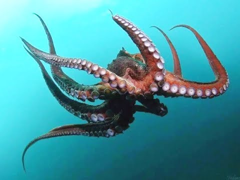 MaruOrtizTw's tweet photo. #Camarones
"Acá trabajamos con el pulpo colorado que desova a 25/30mts. de profundidad. Es muy difícil encontrar huevas cerca de la costa en lo referido a pesca artesanal. Los pulpos chiquitos aparecen recién en marzo", Marcelo Pérez, pulpero, en @CadenaTiempo https://t.co/bVmA7nr0y2