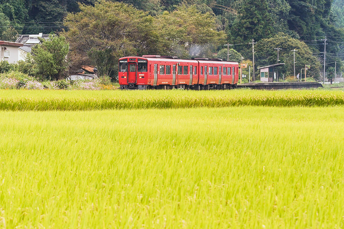 AAG_Railroad's tweet photo. 稲穂と #撮り鉄 のストックの続きです。

#九大本線 でななつ星を待機中に #ローカル列車
#キハ185系

#鉄道ファンと繋がりたい #鉄道のある風景
#鉄道風景  #鉄道写真 #鉄道ファン

#鉄道写真好きな人と繋がりたい

#railway #traingram #railfan #traingallery_ig
#train_vision #trainphotograph https://t.co/T8g1StSFkB