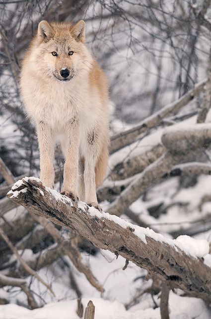 hourlywolvesbot's tweet image. HourlyWolves presents: