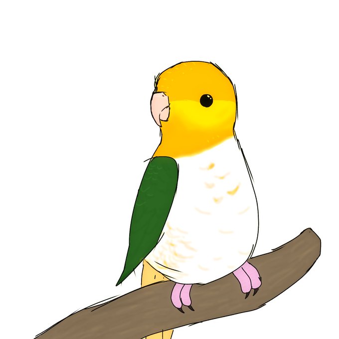 インコイラストのtwitterイラスト検索結果