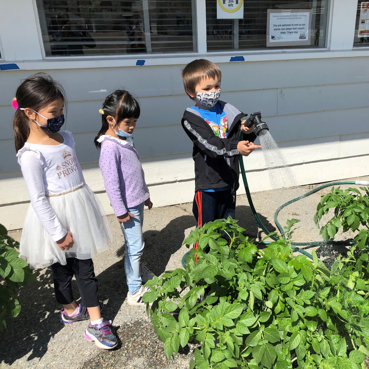bcaitc's tweet photo. Last call - register by Sep 30 to participate in @bcaitc's Spuds in Tubs program! This spring 2022 program provides K-12 students the opportunity to grow potatoes in the classroom. Contact glenda@aitc.ca to confirm interest. Limited space. @BCPrimaryTeach @BCPITA @bctf @BCECTA https://t.co/EpIPMb0hQN