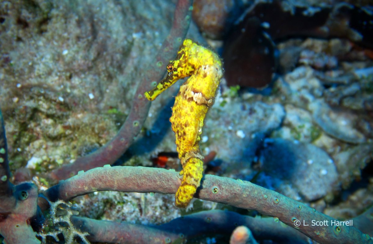 Did you know that male seahorses have the baby? And I was thinking, "Why don't they just call that the female seahorse?" Stubborn scientists  😜

Cozumel scuba diving!  ><(((º>  scubaluis.com 

Small groups. VIP service.

#Cozumel #scubadiving