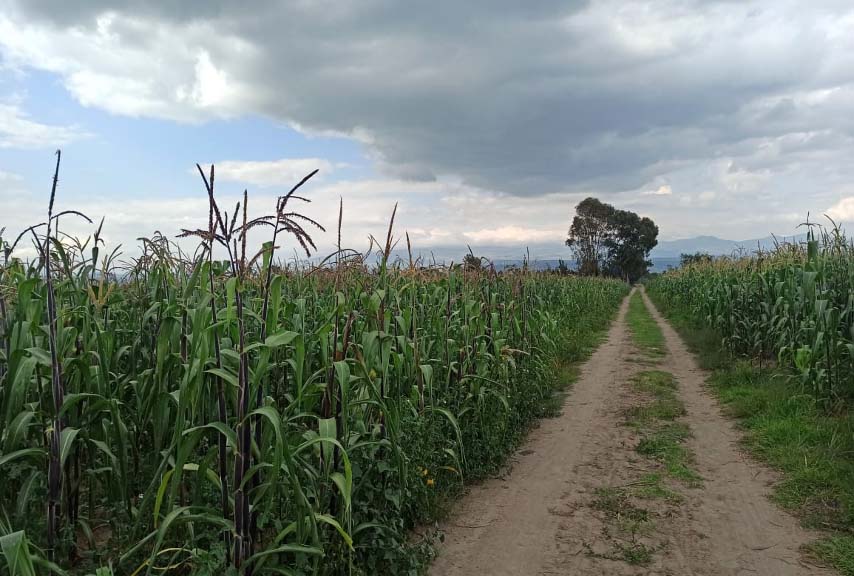 oneplanetsummit's tweet photo. #OPSFoodSystems
🛰️In order to mitigate the impacts of climate change on the local corn production, the #Mexicorn🇲🇽 program uses #satellitedata to provide farmers with a large panel of decision support tools.
#SpaceClimateObservatory 2017 #OPS
+ info : https://t.co/KBxIqDsL0f https://t.co/BlftPGIrJx