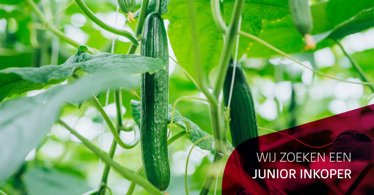 Ben jij een doorzetter en is (kas)groenten inkopen helemaal jouw ding? Dan zijn wij op zoek naar jou! Kom jij ons inkoopteam versterken? Bekijk de vacature hier en solliciteer: valstar.com/nl/vacatures/j…