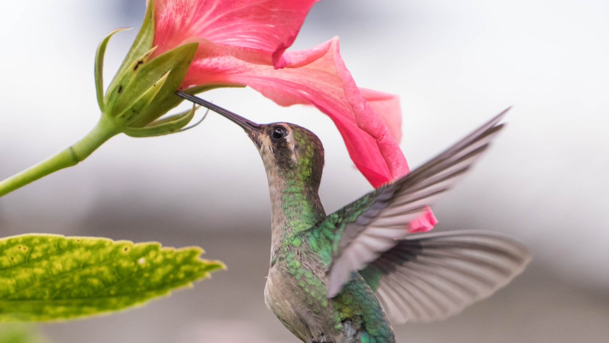 📣 [APPEL À CANDIDATURE] BGE PaRIF lance le Générateur à impact, son #incubateur à #impact social et environnemental ♻️ en partenariat avec <a href="/Paris/">Paris</a>. Inscrivez-vous à une réunion d’information pour en savoir plus et postuler : RDV le 29 septembre à 14h30 
👉 lnkd.in/gVj6sSKH