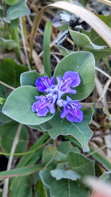 犬のいる幸せのtwitterイラスト検索結果 古い順