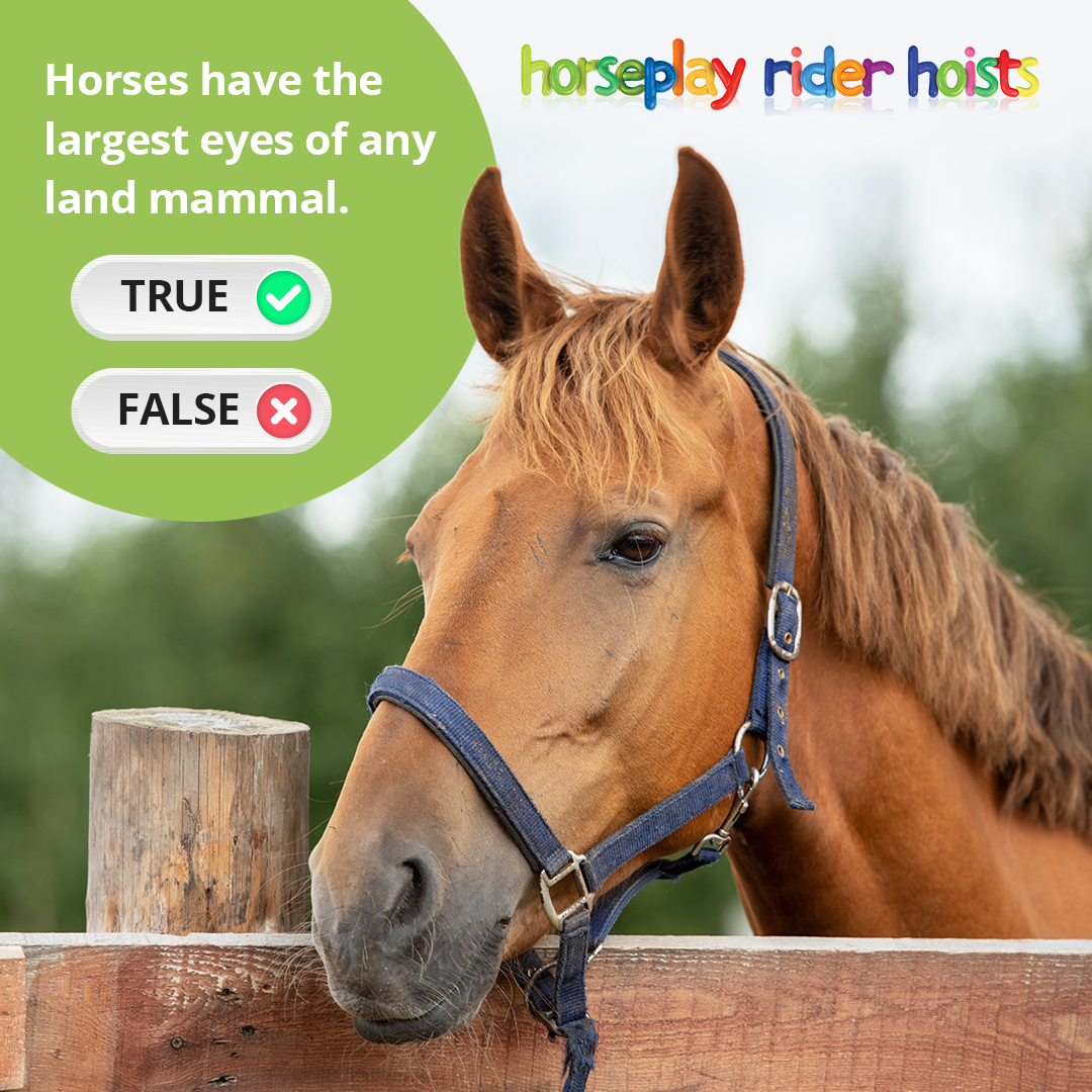 horseplay99's tweet photo. Let's test your horse knowledge with a bit of trivia!

True or false... Horses have the largest eyes of any land mammal.

Reply to let us know your answers! 👇 https://t.co/6RijGW1aFu