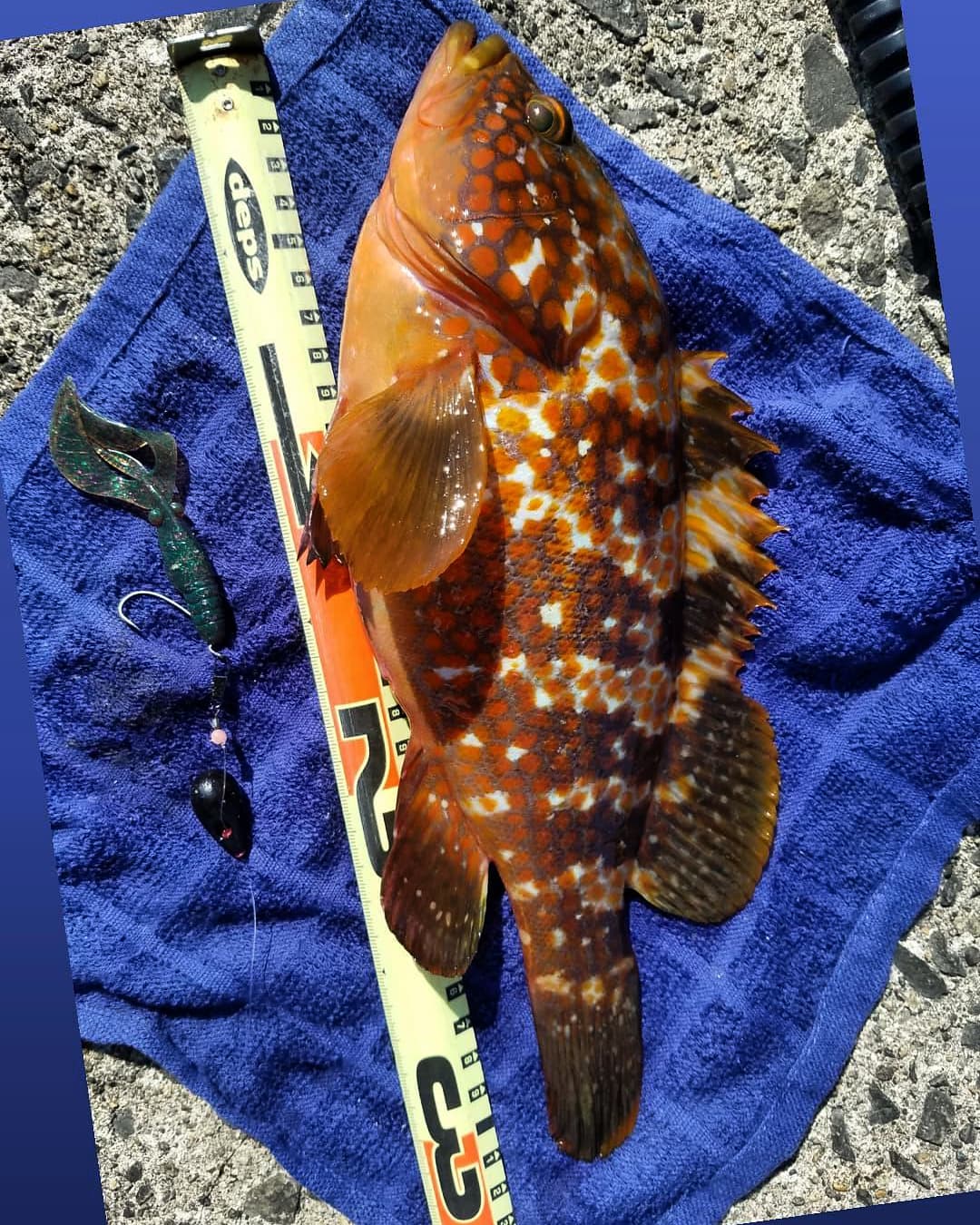 りゅ Sato 青森県日本海から 尺越えキジハタ 更にサイズアップ目指して 頑張ります 青森釣り キジハタ アコウ ベイトブレス Slリミックス Junglegym ビーンズ ジャングルジム Beans ロックフィッシュ T Co Vza7k6lewg Twitter