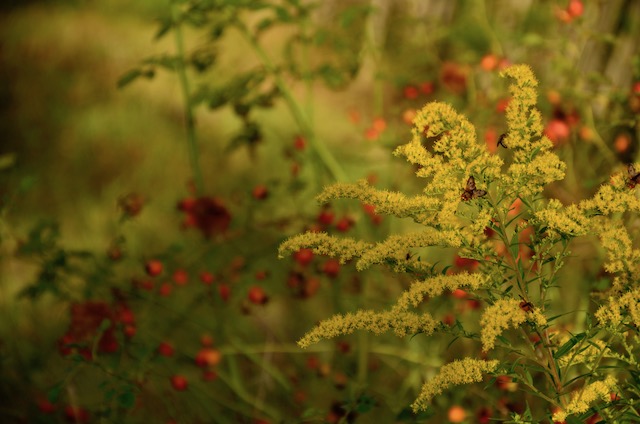 Garden_Notes's tweet image. Septemberblüten im Wilden Garten: wildgardening.de