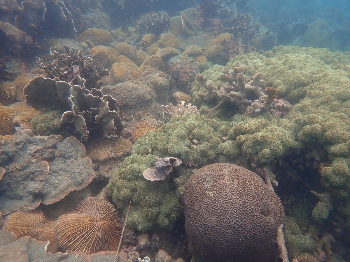 kylecoral's tweet photo. Looking for an RA to work on coral reefs in Singapore (&amp; SE Asia 🤞) at @NTU_ASE @EOS_SG @NTUsg  Apply here 🌊 https://t.co/kR8MJ45XxT https://t.co/5zwqvZYA3l