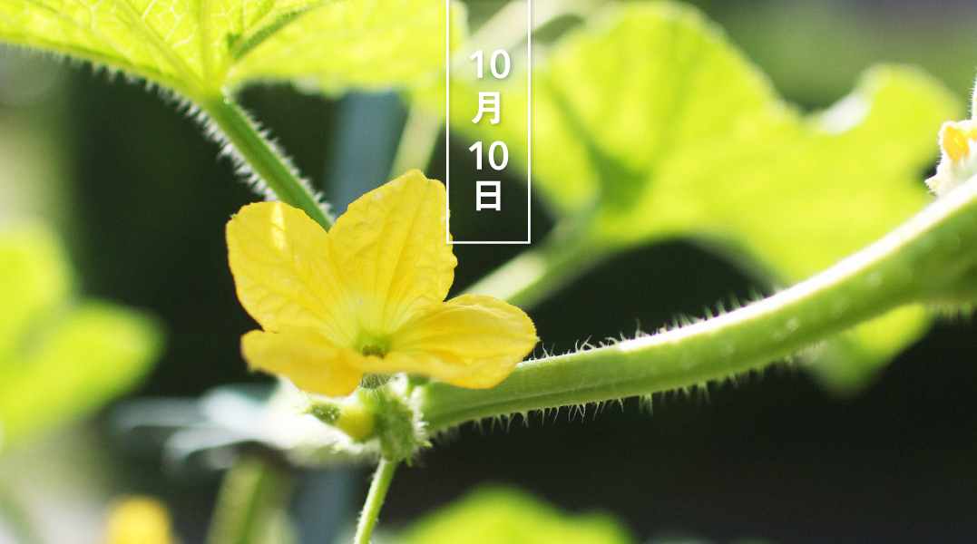 暦生活 こよみせいかつ メロン 花の日めくり 花言葉 裕福 果実を食用にするウリ科の一年草の総称で インド原産です 起源前00年ごろに栽培が始まり 西に広がった品種群をメロン 東に広がったものをウリと呼びます 暦生活 T Co 暦生活 こよみせいかつ メロン 花の日めくり 花言葉 裕福 果実を食用にするウリ科の一年草の総称で インド原産です 起源前00年ごろに栽培が始まり 西に広がった品種群をメロン 東に広がったものをウリと呼びます 暦生活 T Co