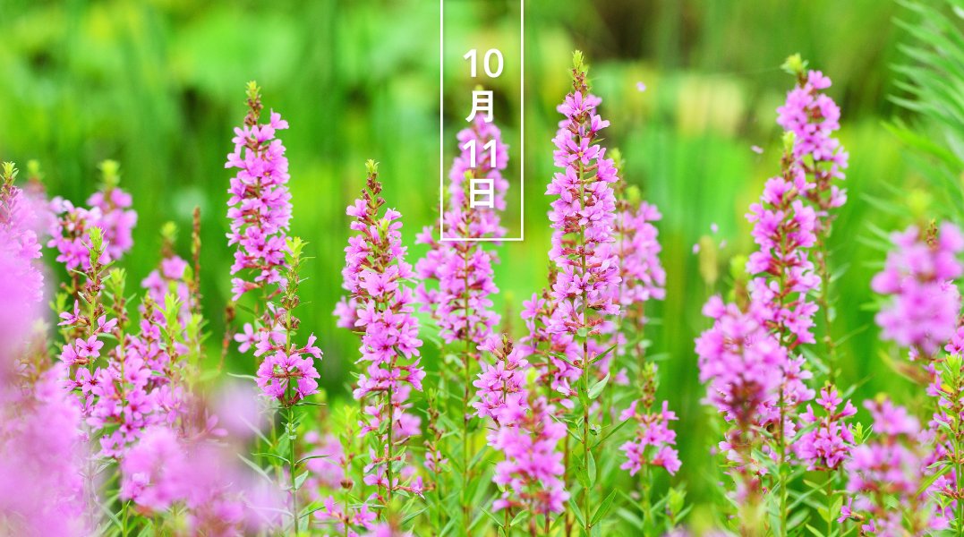 تويتر 暦生活 こよみせいかつ على تويتر ミソハギ 禊萩 花の日めくり 花言葉 愛の悲しみ ミソハギ科の多年草で 日本と朝鮮半島に分布 夏に紅紫色の６弁の小さい花を穂状につけます 盆花とされ 名の由来は禊 みそぎ に使われ 萩 はぎ に似ている