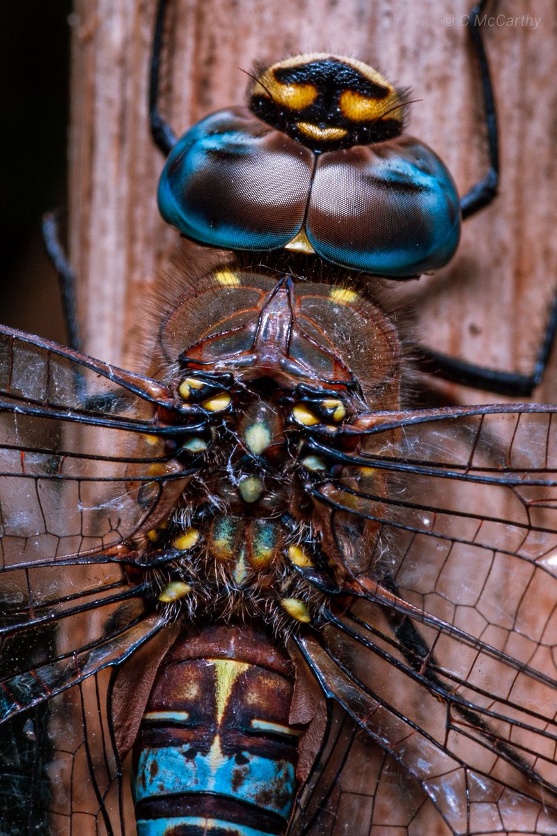 M11h: Migrant Hawker Dragonfly (Aeshna mixta)
-Adolescent Male
 .. another one 😅 

#macro #macrophoto #closeup #closeupphotography #nature #naturephotography  #essexwildlifetrust #dragonfly #dragonflyphotography #dragonflies @BDSdragonflies @LensAreLive @EssexWildlife