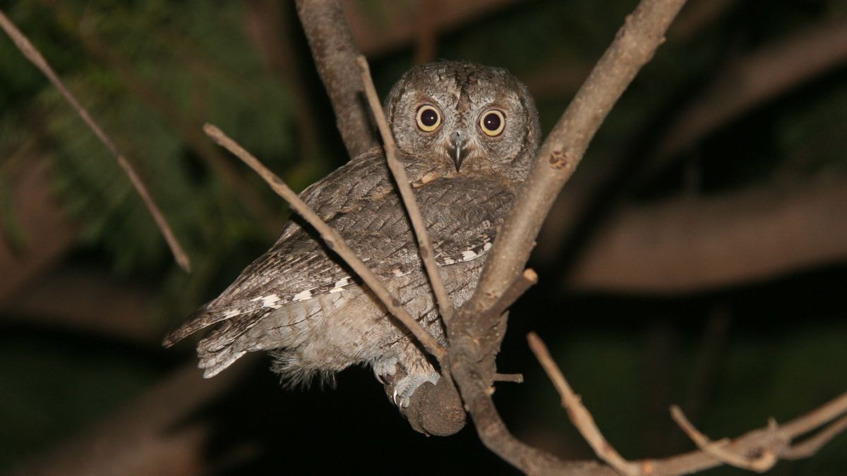 Food & habitats requirements of the Eurasian Scops Owl in Switzerland revealed by very high‐resolution multi‐scale models: onlinelibrary.wiley.com/doi/full/10.11… #ornithology @Noelle__Klein @alain_jacot @jn_pradervand Picture: Álvaro Rodríguez Alberich | CC BY-SA 2.0 | flickr.org