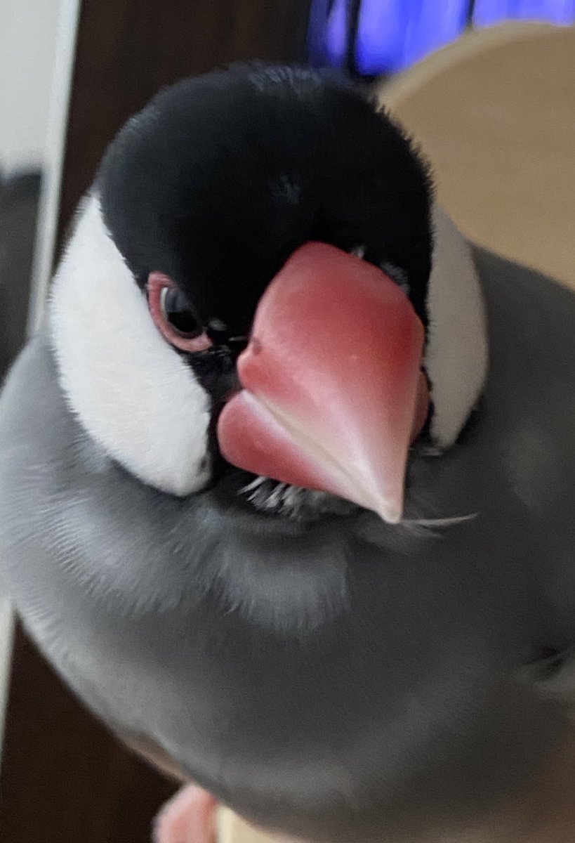 Kossyan1's tweet photo. 昨夜は桜ちゃん（文鳥）の爪切ってやった🐧（桜ちゃんからにしたらイヤイヤ）距離置かれてるか思ったらいつも通り🐧ちょっと睨んでる😳 https://t.co/wTAVmR7cQd