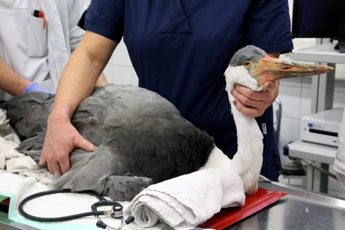 Pat Kenny Newstalk tweet media