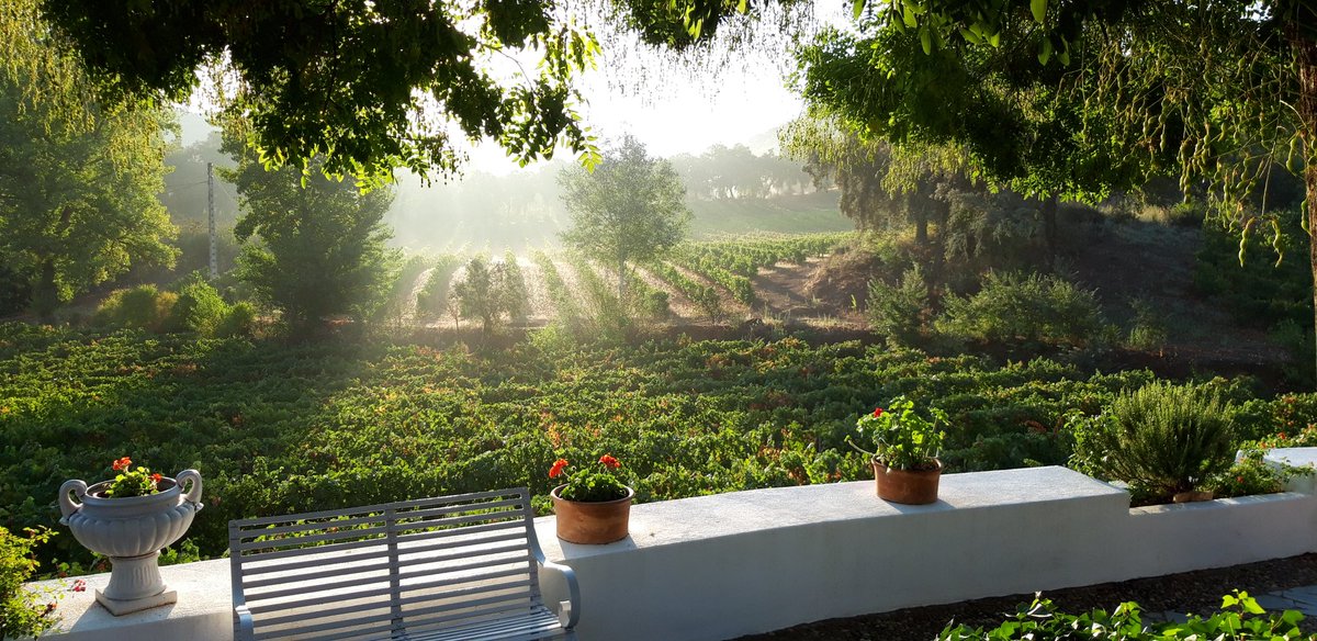 Amanecer en los viñedos de Fuenterreina tras la ultima vendimia